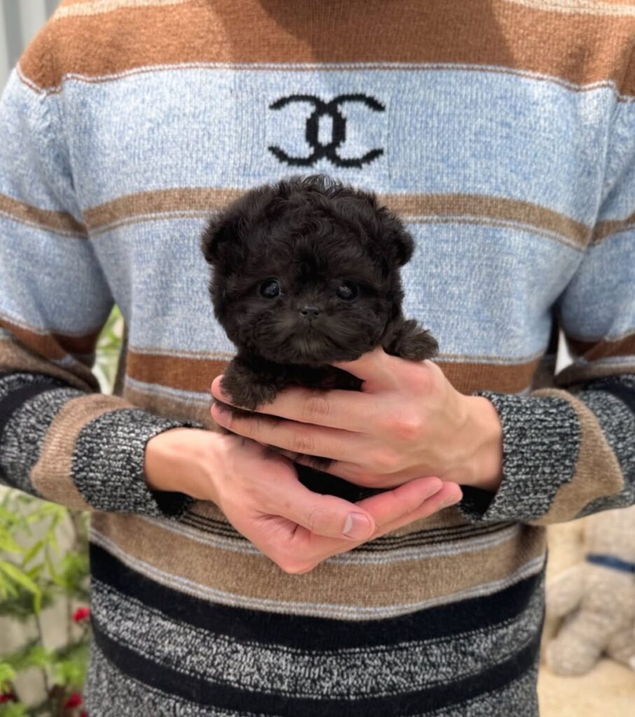 teacup maltipoo