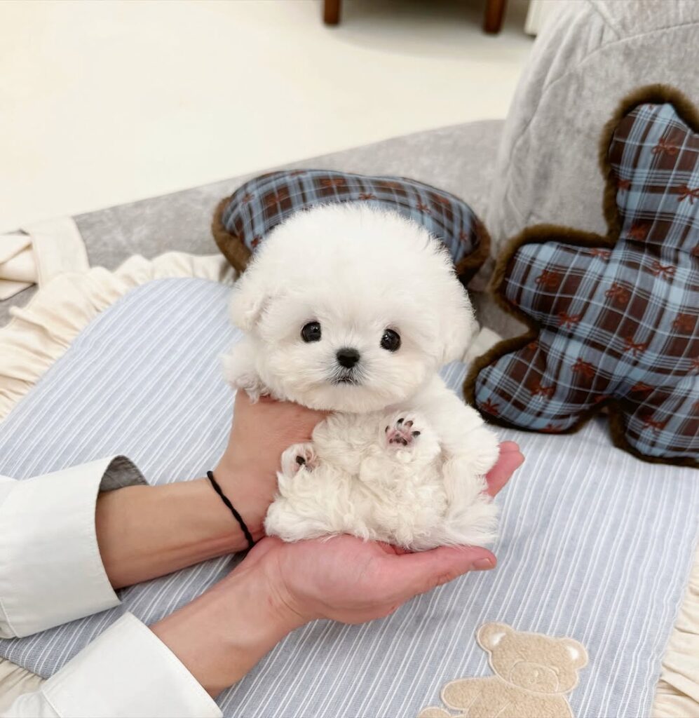 teacup maltipoo