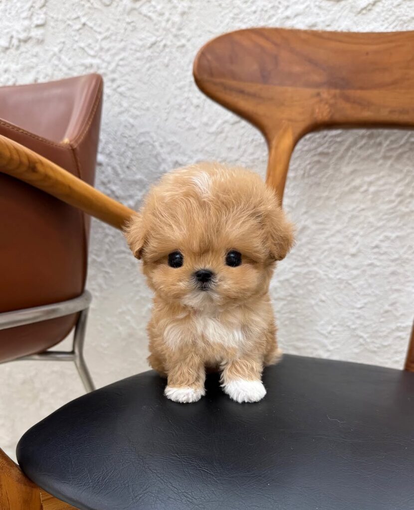 teacup maltipoo