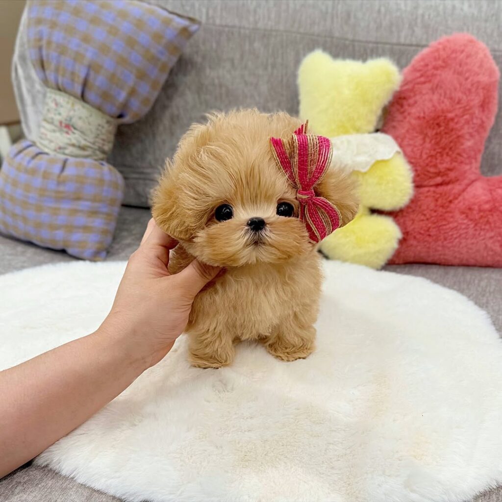 teacup maltipoo