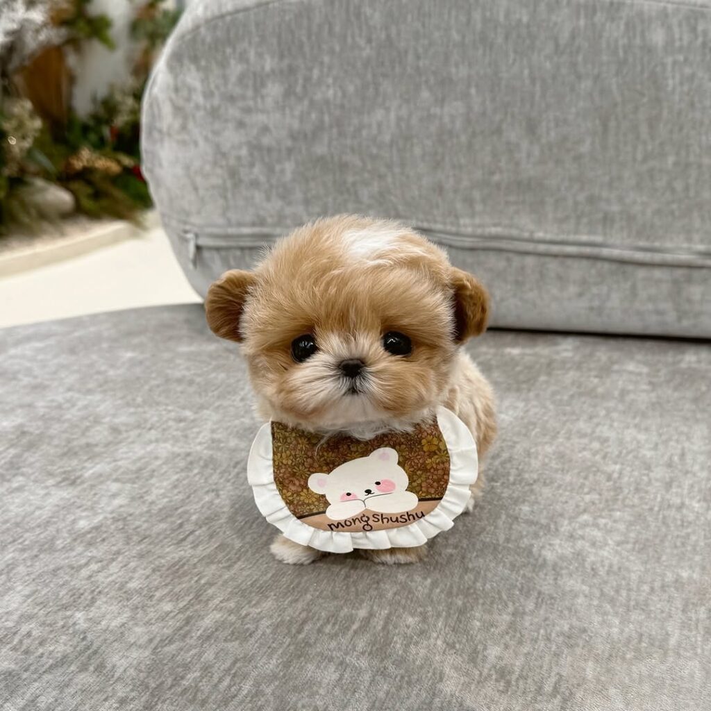 Teacup Maltipoo