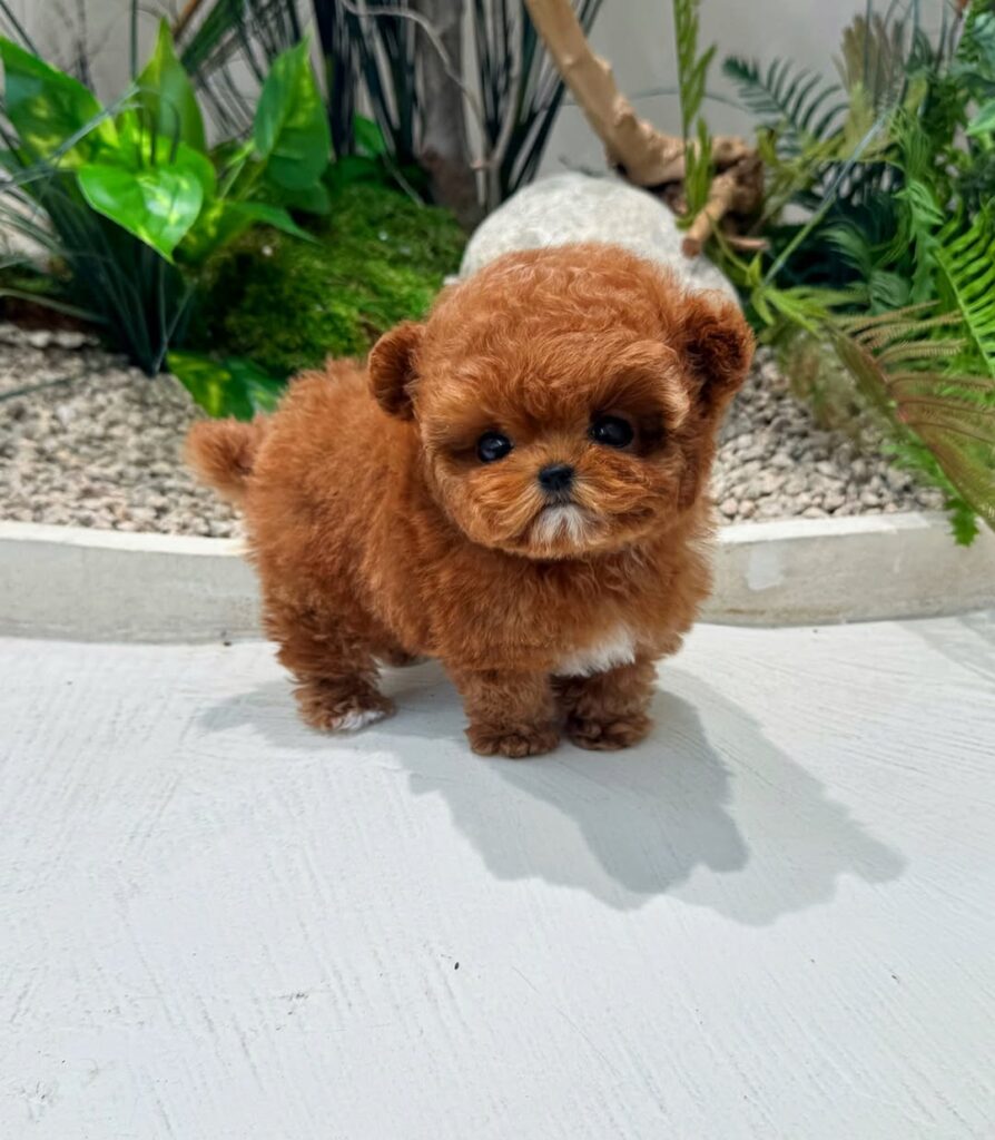 Teacup Maltipoo