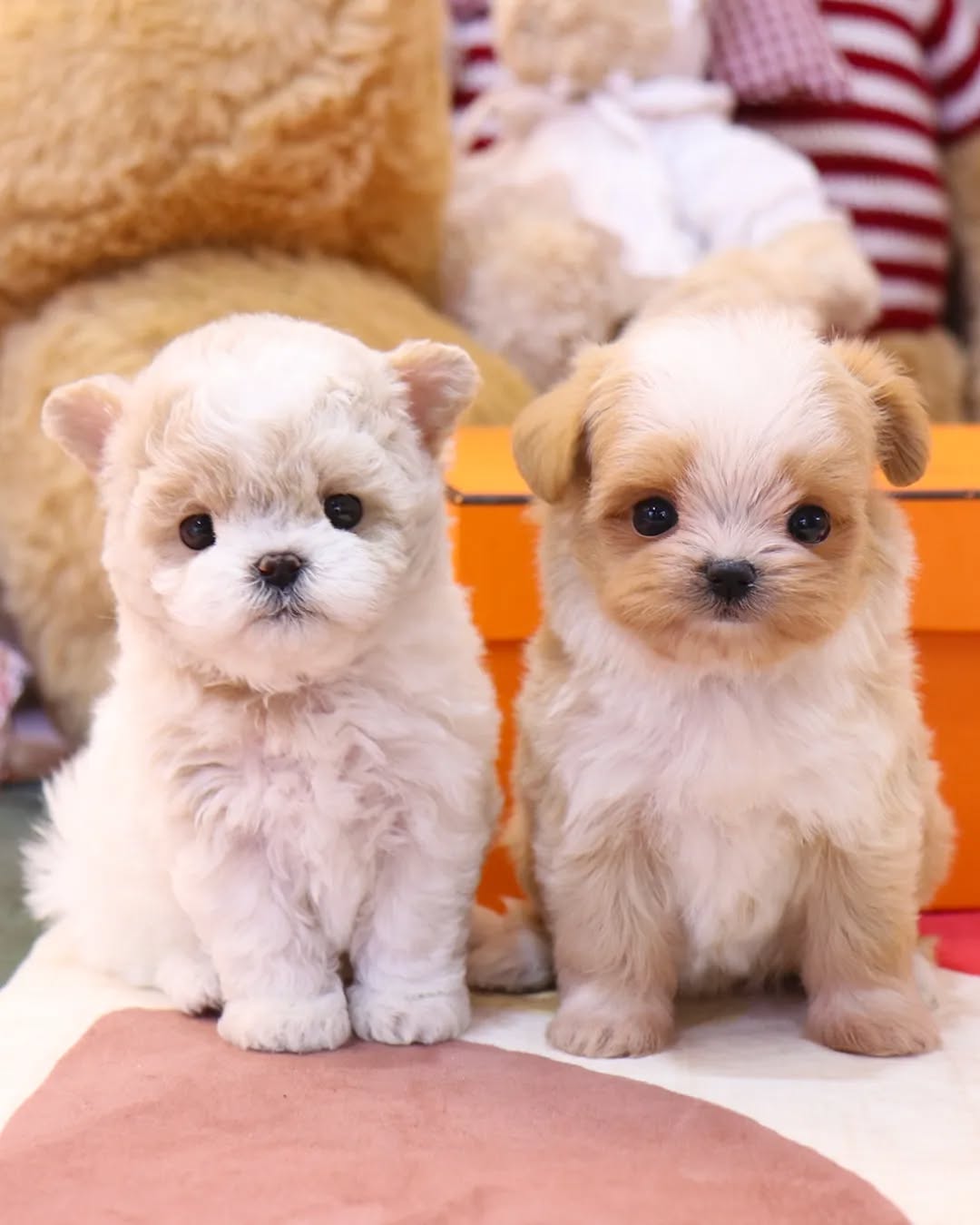 teacup maltipoo