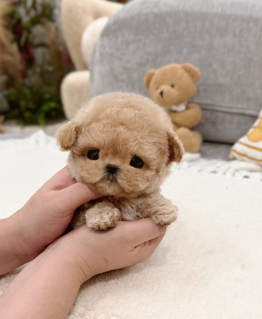 Teacup Maltipoo
