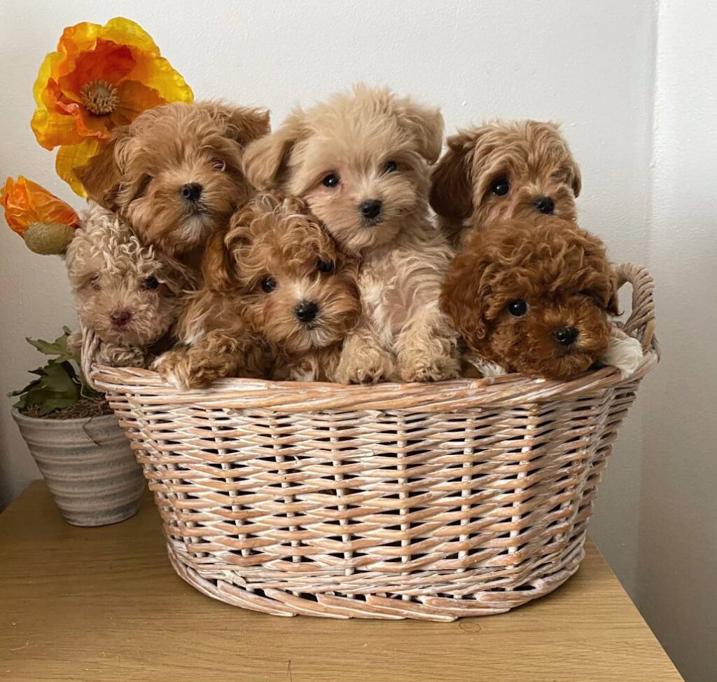 teacup maltipoo